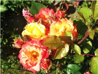 a71e0f6c-Picture 020.jpg